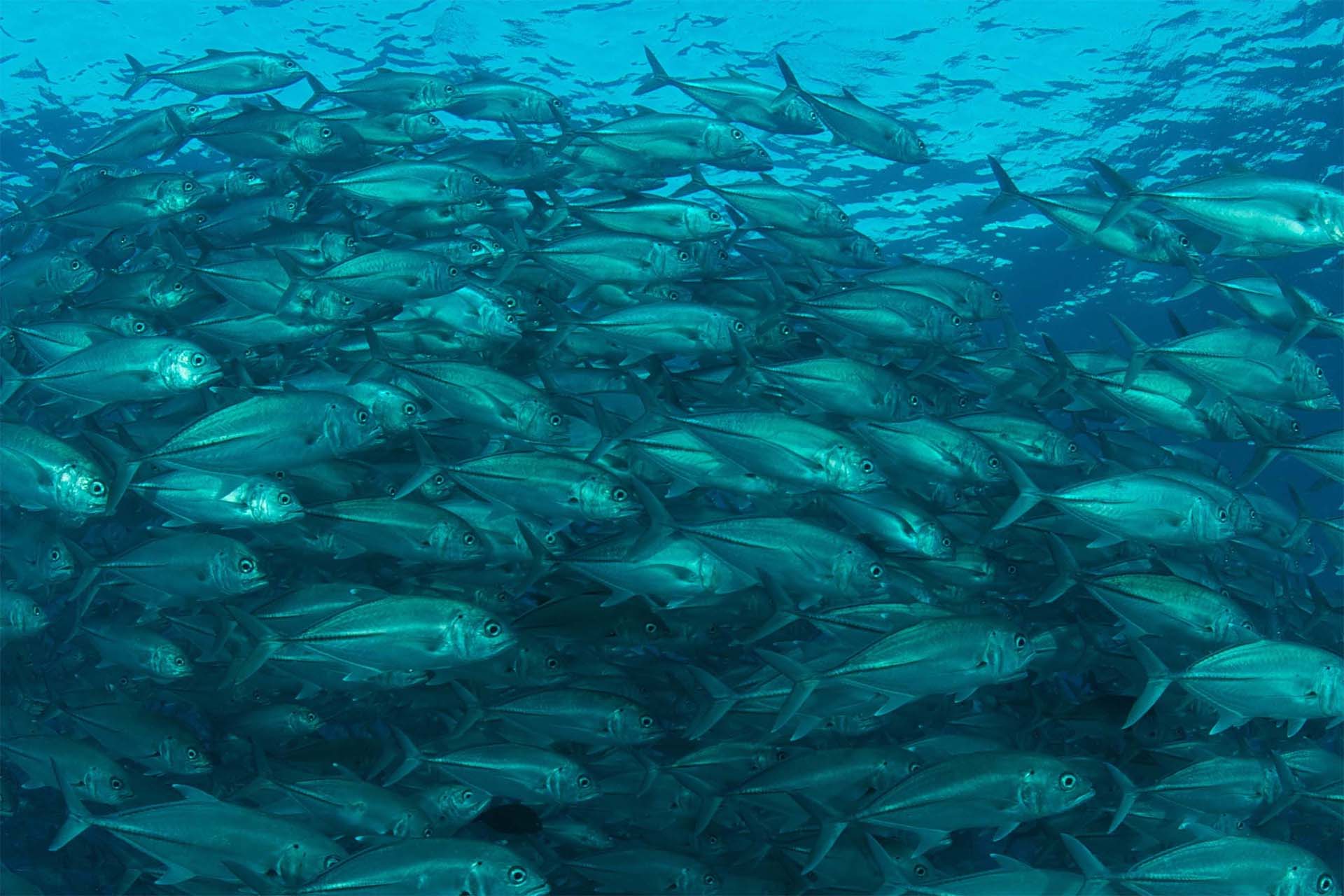 Massive school of bigeye trevally fish underwater at Tubbataha Reef Philippines — Columbus Scuba liveaboard dive trip May 2027