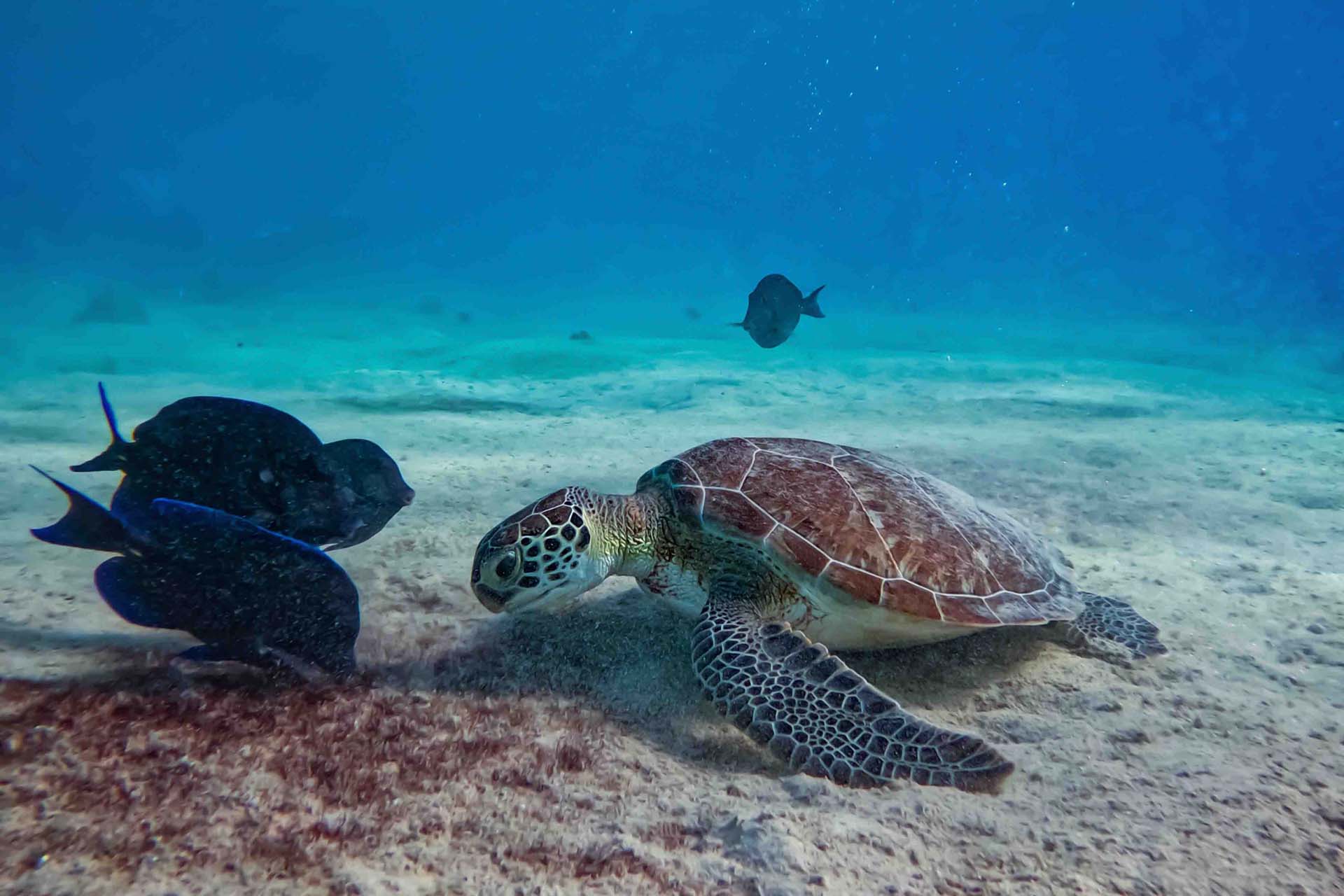 Green sea turtle feeding on the sandy ocean floor alongside tropical fish in Bonaire — Columbus Scuba dive trip November 2026